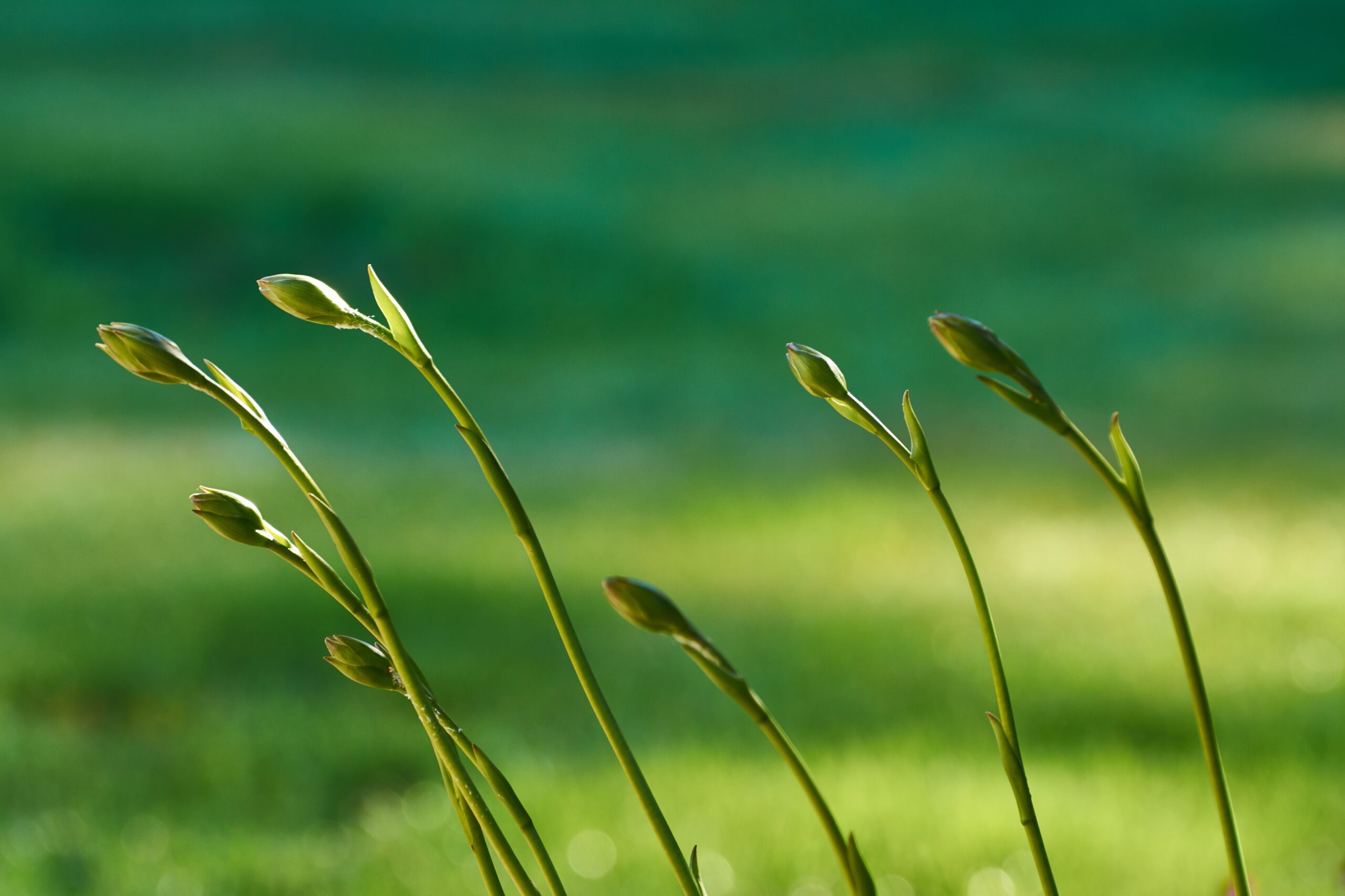 Close-up of several slender green flower buds on tall stems leaning to the right, set against a softly blurred green background suggesting Padgett’s sunlit garden or meadow.