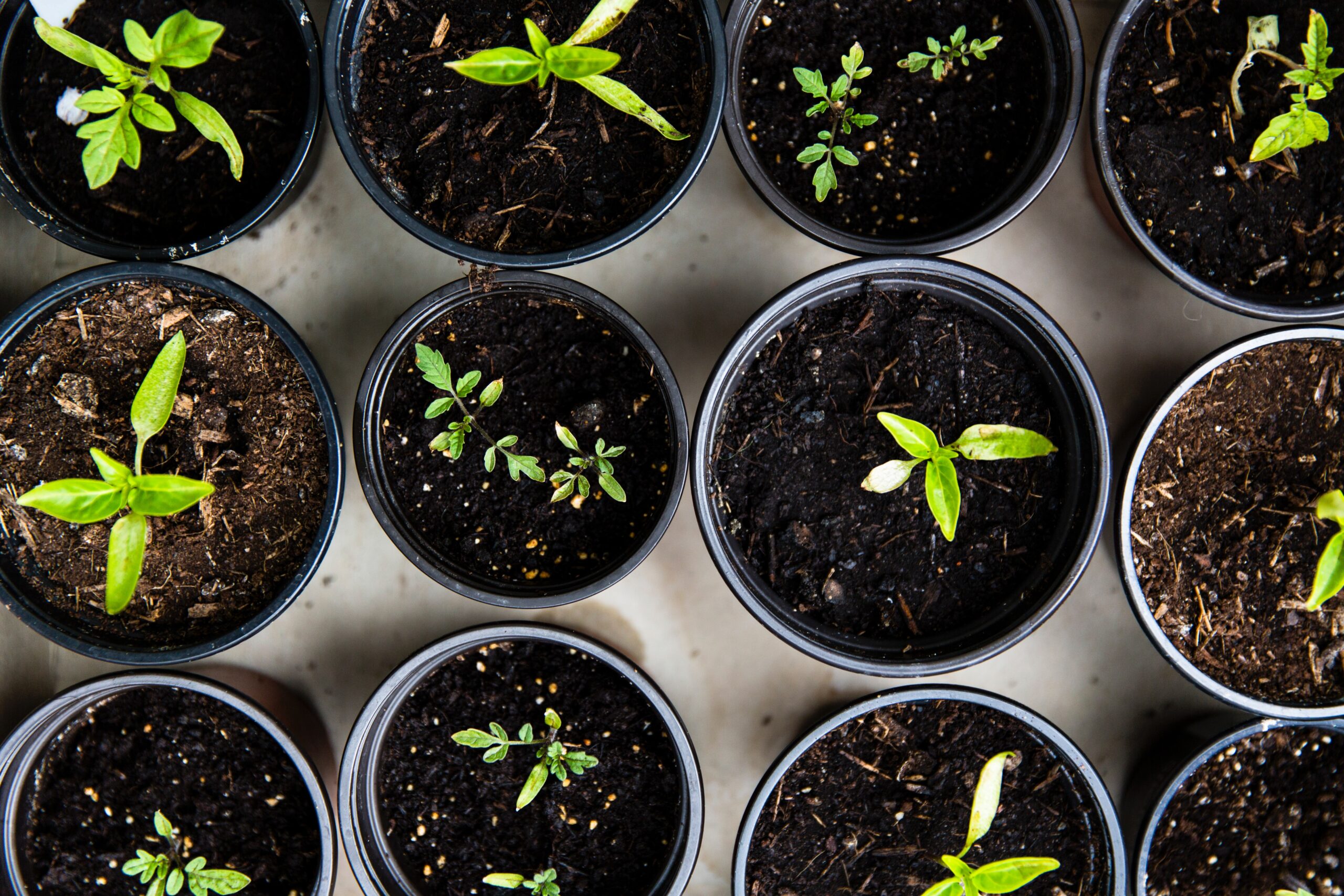A top-down view of several small black pots filled with soil—some with young green seedlings, others bare—arranged in rows on a light surface, ready for growth or sales display.